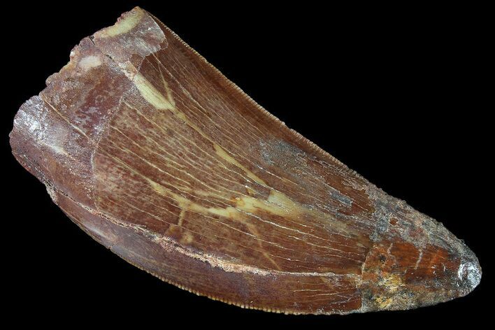 Serrated, Carcharodontosaurus Tooth - Restored Tip #85800